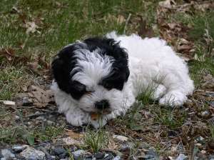 VAND BICHON HAVANESSE