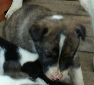 ofer catelusi metisi spre adoptie
