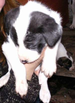 ofer catelusi metisi spre adoptie