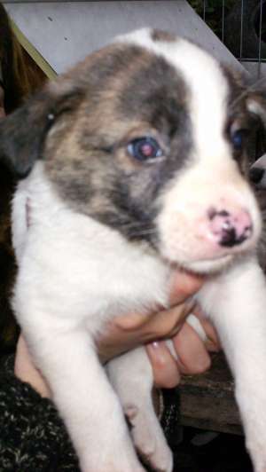 ofer catelusi metisi spre adoptie