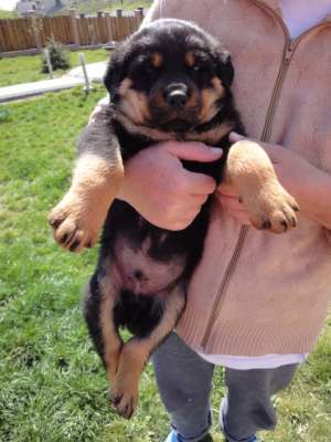 Vand pui  Rottwaeiler