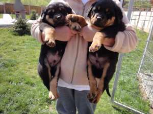Vand pui  Rottwaeiler