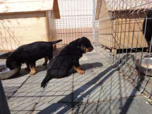 Vand pui  Rottwaeiler
