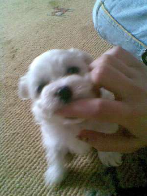 vnad pui de bichon bolognese(nascuti pe 14.02.2010)