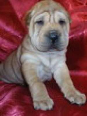 vand catelusi sharpei
