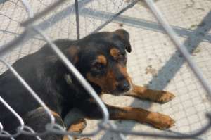 metis de rottweiler
