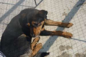 metis de rottweiler