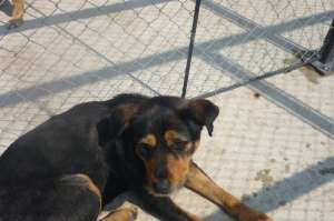 metis de rottweiler