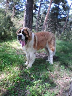 vand caine saint-bernard