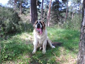 vand caine saint-bernard