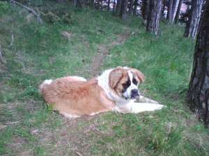 vand caine saint-bernard