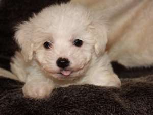 Bolognese Bichon de vanzare