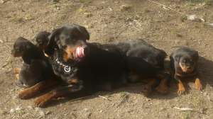 vand pui rottweiler