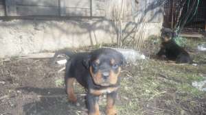 vand pui rottweiler