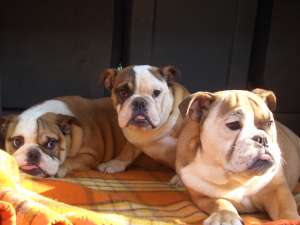 bulldog e