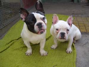 bulldog e