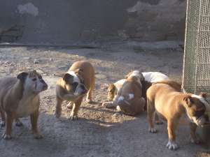 bulldog e