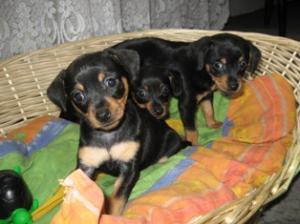 Vand pui pinscher pitic