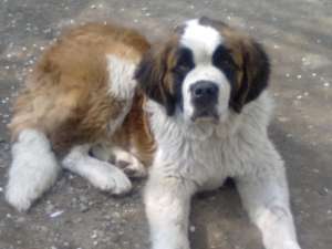 Vand saint bernard