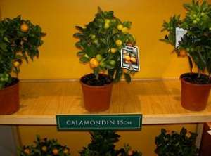 Plante Carnivore,   Livrare Bucuresti,   Ghiveci Planta Carnivora,   Nepenthes Alata,   Plante Offic