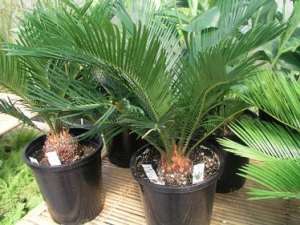 Plante Carnivore,   Livrare Bucuresti,   Ghiveci Planta Carnivora,   Nepenthes Alata,   Plante Offic