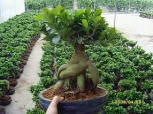 Plante Carnivore,   Livrare Bucuresti,   Ghiveci Planta Carnivora,   Nepenthes Alata,   Plante Offic