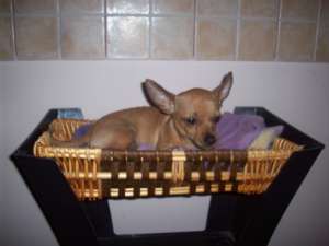 Vand pui chihuahua