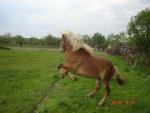 MANZ(ARMASAR) DE TINUT