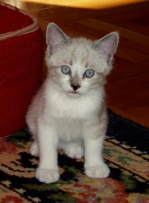 Adopt Pisica Birmaneza