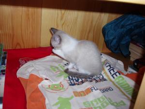 Adopt Pisica Birmaneza