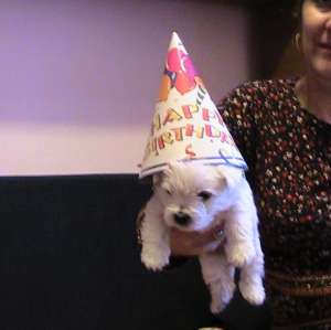 Vand puiuti WESTIE