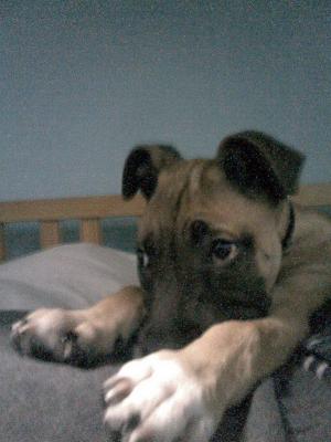vand pui amstaff