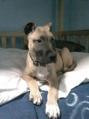 vand pui amstaff