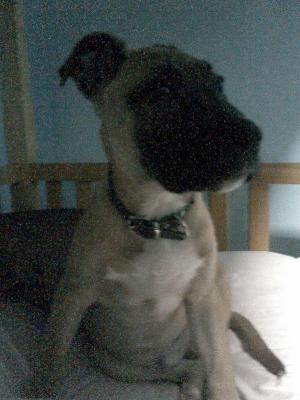 vand pui amstaff