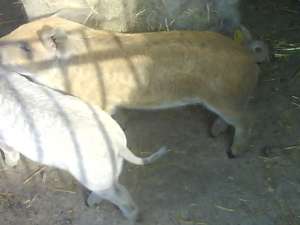 Vand purcei mangalita