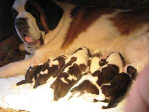 VAND PUI SAINT BERNARD CU PEDIGREE!