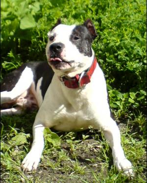 OFER P. MONTA CAINE AMSTAFF
