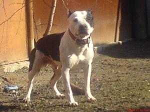 OFER P. MONTA CAINE AMSTAFF
