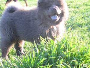 URGENT!!! vand chow chow negru