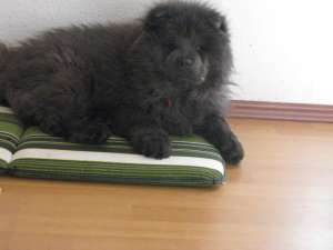 URGENT!!! vand chow chow negru