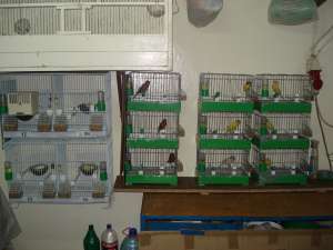 VAND CANARI