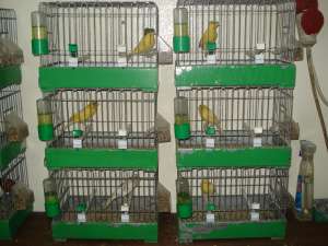 VAND CANARI