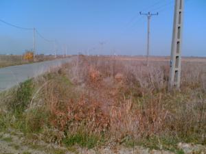 TEREN PECICA � TURNU -  ARAD (Zona Industriala Pecica)