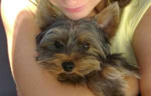 Ofer spre imperechere yorkshire terrier mascul