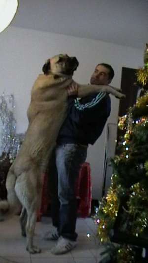 vand pui kangal
