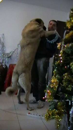 vand pui kangal