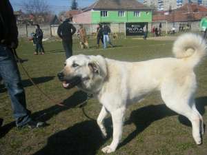 vand pui kangal