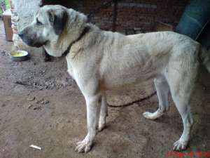vand kangal