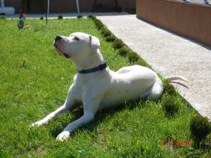 Vand Dog Argentinian