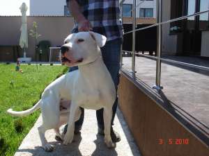 Vand Dog Argentinian